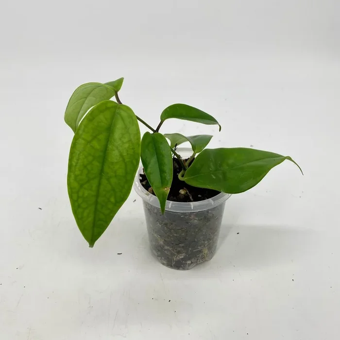 Hoya coriacea