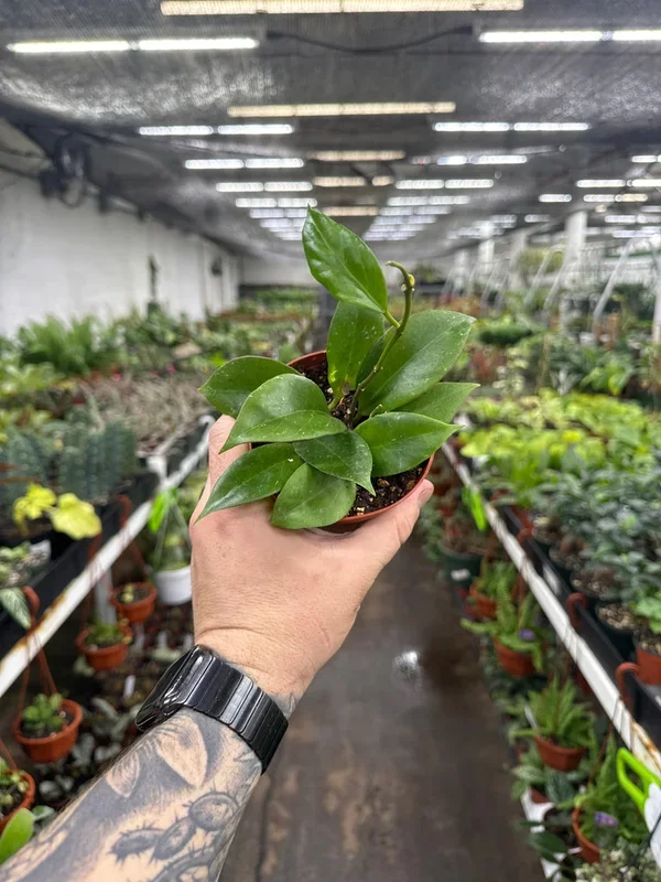 Hoya cutis-porcelana