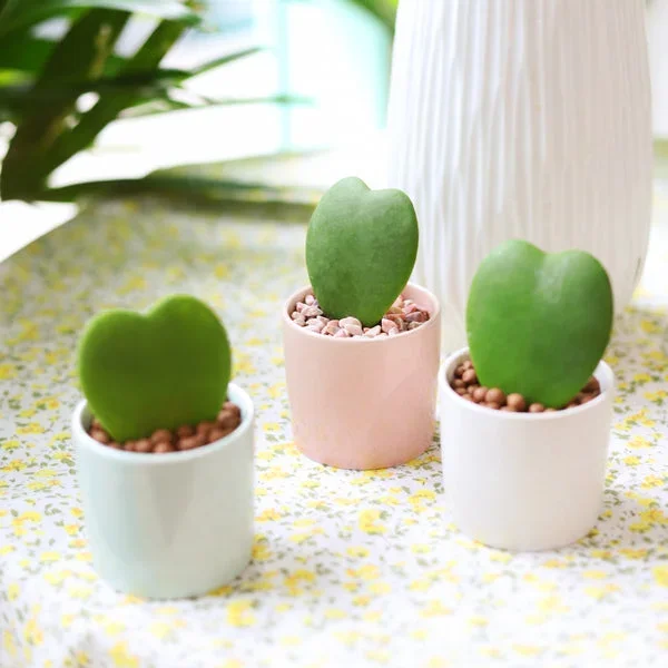 Hoya Kerrii Heart
