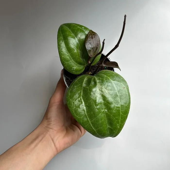 Hoya Latifola ‘Sarawak’