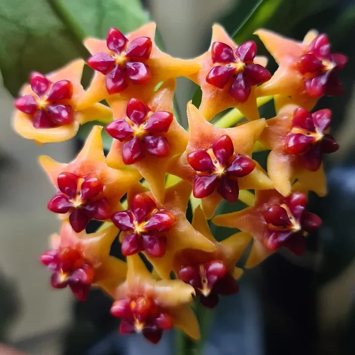 Hoya lobbii (Orange flower with red corona)