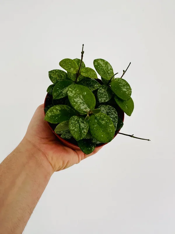 Hoya Mathilde ‘Splash’ – Full Heads – 4″ Pot