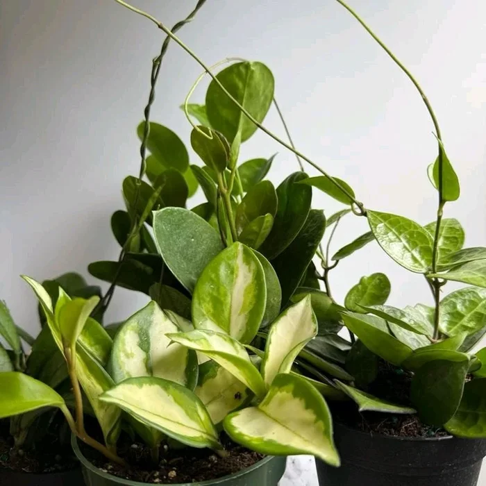 Hoya Mystery Bundle Box – 3 Hoya Plants