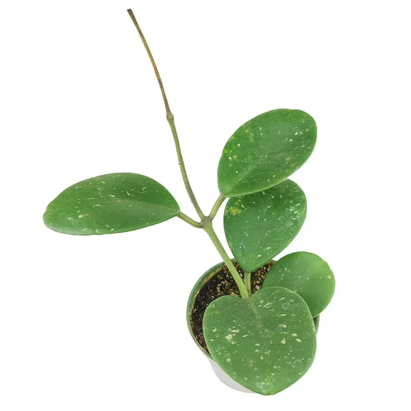 Hoya Obovata Splash
