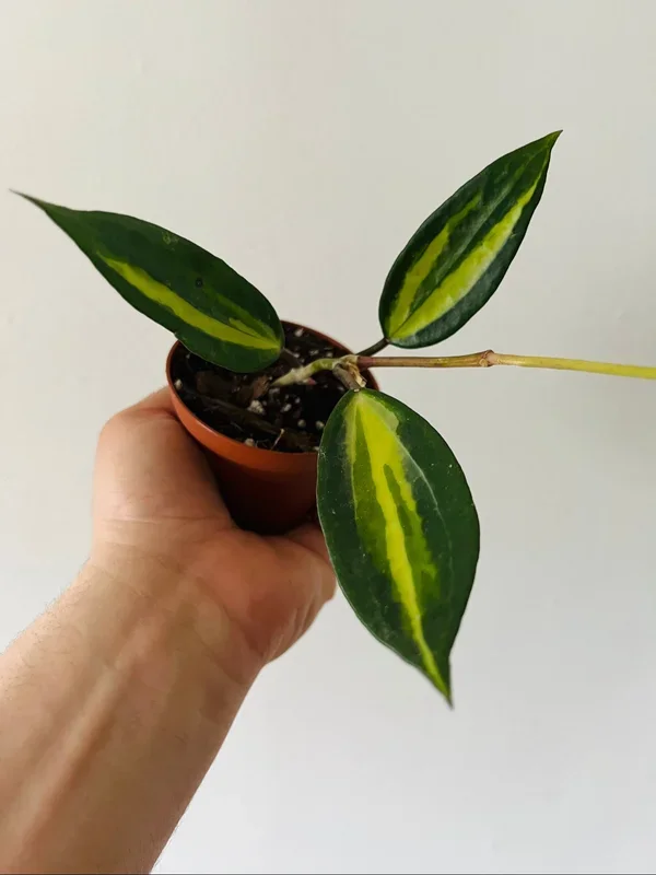 Hoya Pot of Gold – Reverse Variegated Macrophylla – 3″ Pot