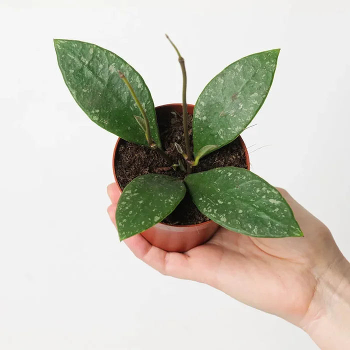 Hoya rundumensis ‘Splash’