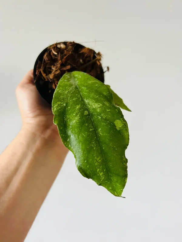 Hoya sp. Chicken Farm – Rare Hoya – 3.5” Pots