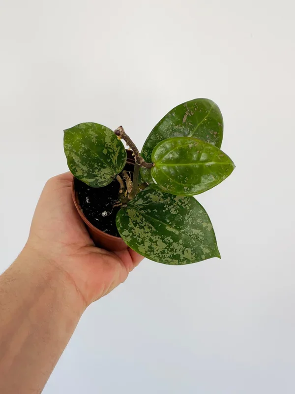 Hoya Verticillata – 3” Pot