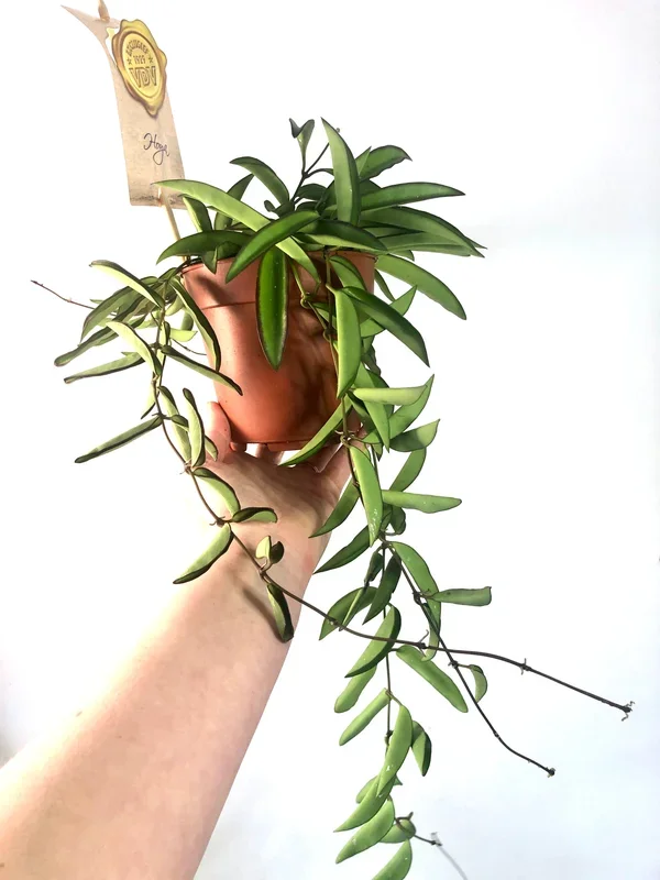 Hoya Wayetii – Wax Flower