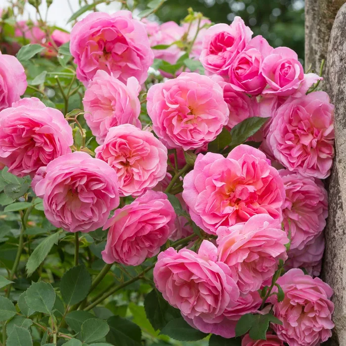 Hyde Hall® 10 Rose Hedging Bundle