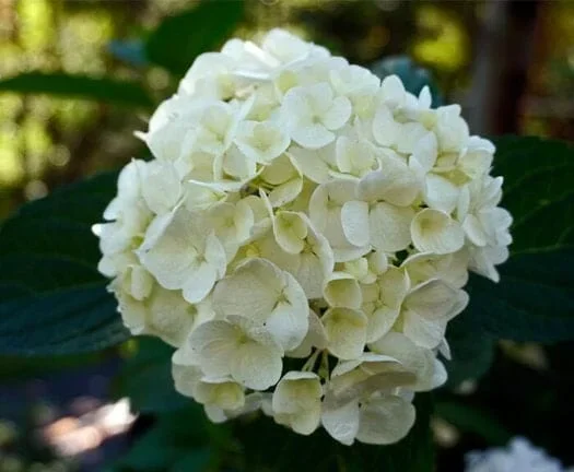 Hydrangea ‘Bridal Bouquet’ 4″ Pot