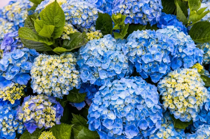Hydrangea ‘Magical Revolution Blue’ 8″ Pot