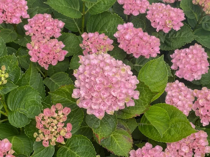 Hydrangea ‘Magical Revolution Pink’ 8″ Pot