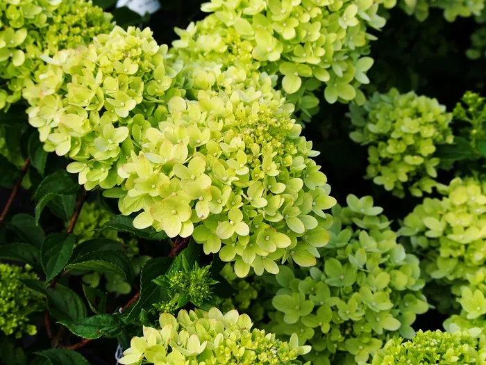 Hydrangea ‘Mojito’