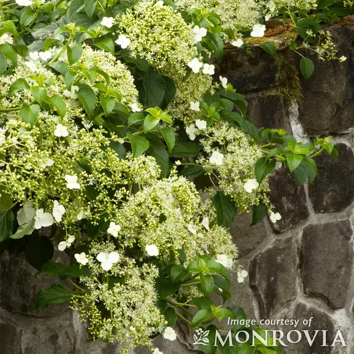 Hydrangea petiolaris 2gal Climbing Hydrangea