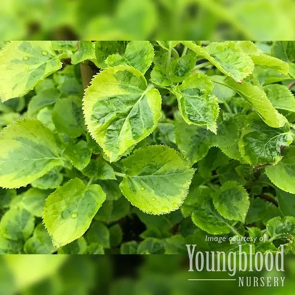 Hydrangea petiolaris Miranda 5gal Variegated Climbing Hydrangea
