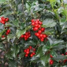 Ilex ‘Blue Prince’ Holly