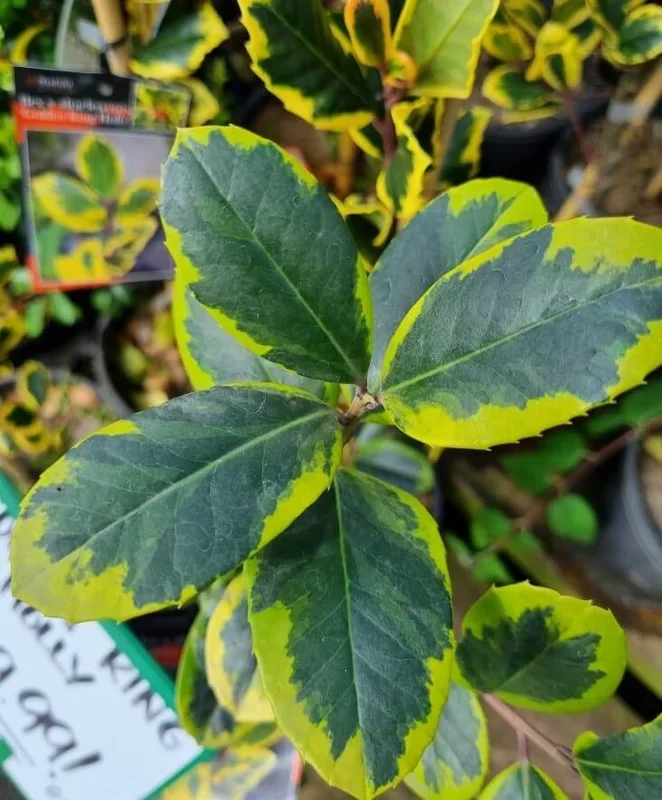 Ilex ‘Golden King’ Holly