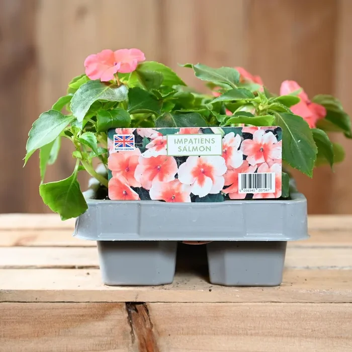 Impatiens Salmon 6 Pack