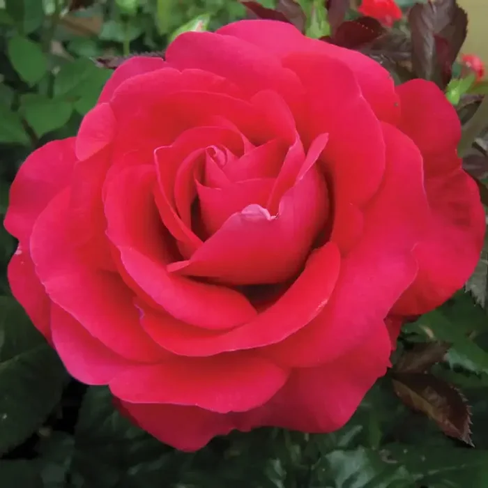 In Love Again™ Hybrid Tea Rose