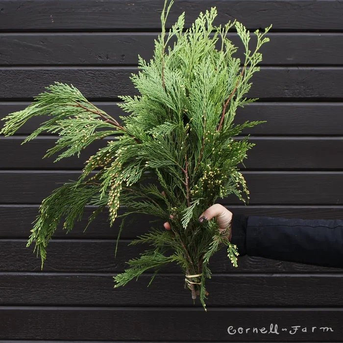 Incense Cedar bunch