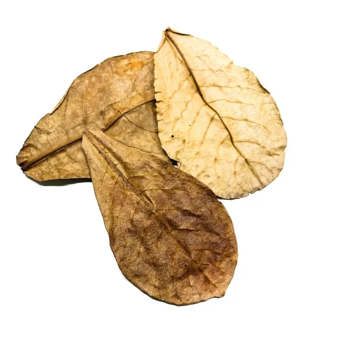 Indian Almond Leaves – XL