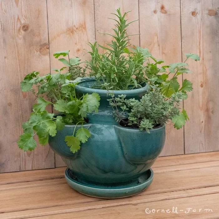 Indoor Designer Herb Pot