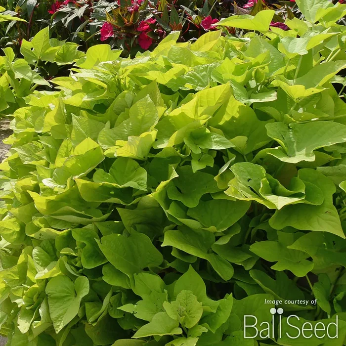 Ipomoea batatas Marguerite Qrt.