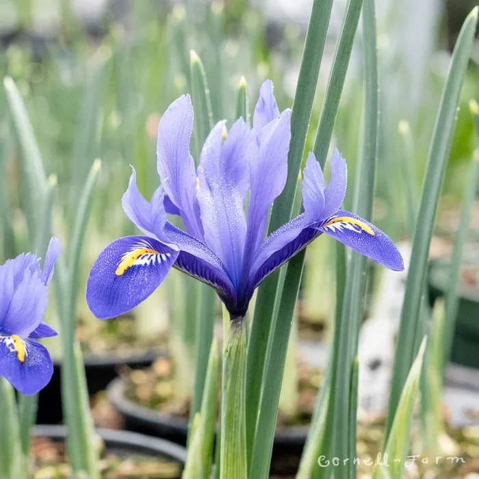 Iris Dwarf Harmony 4.25in CF