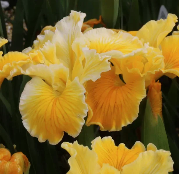 Iris Pacific Coast ‘Gold Special’