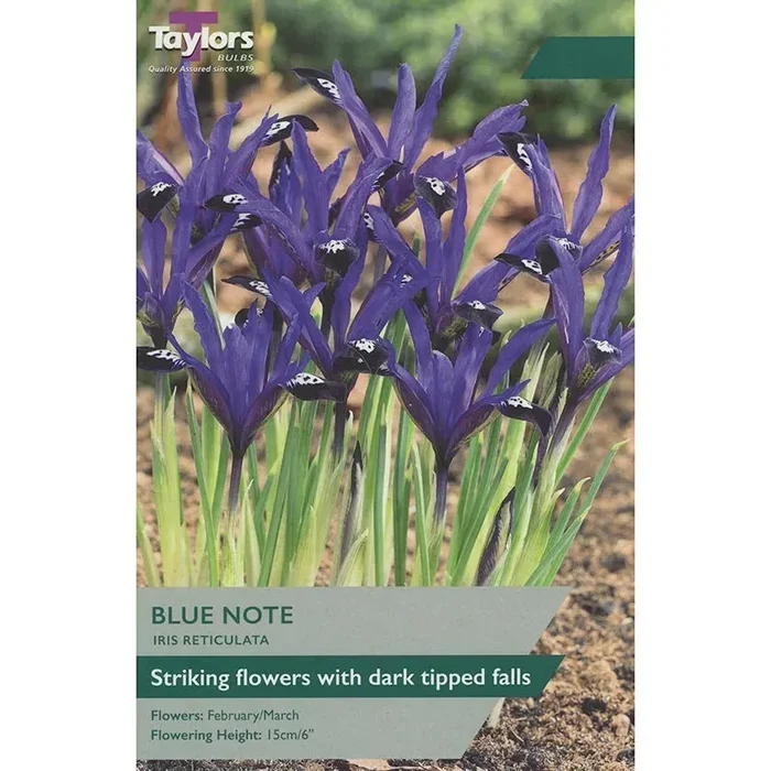 IRIS RETICULATA BLUE NOTE 5+ P/P