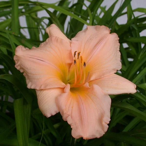 Island Holiday Daylily – Heritage Collection