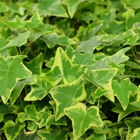 Ivy Hedera Helix Plants – Set of 10 x 9cm Pots