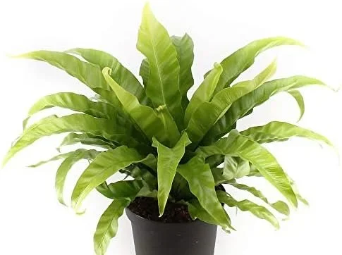Japanese Bird’s Nest Fern – Live Plants in 6 Inch Pots – Asplenium Nidus – Beautiful Easy Care Indoor Houseplant Fern