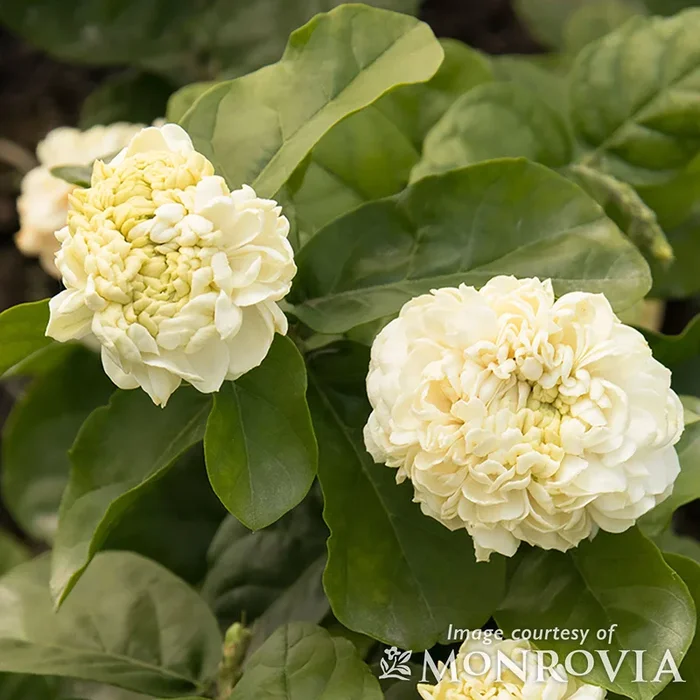 Jasminum Summer Soul 2gal