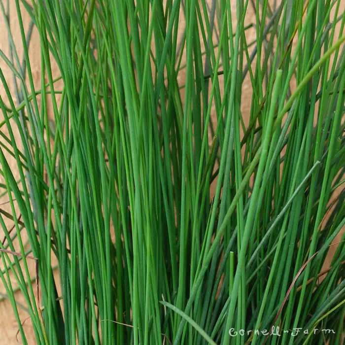 Juncus Blue Dart 1gal Rush
