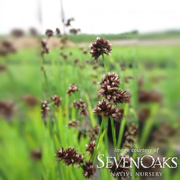 Juncus ensifolius 1gal Dagger Leaf Rush