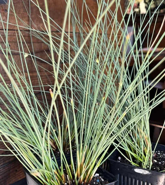 Juncus inflexus ‘Blue Arrows’
