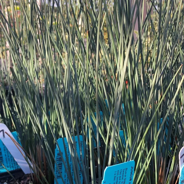 Juncus patens ‘Carman’s Gray’