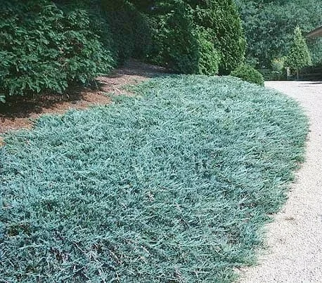 Juniperus ‘Blue Rug’ Conifer