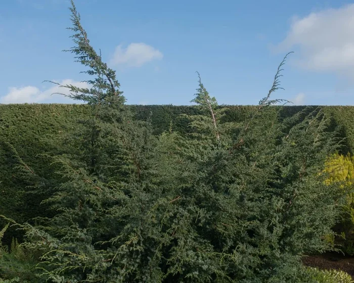 Juniperus chinensis ‘Blue Alps’ 185L (Cloud Pruned)