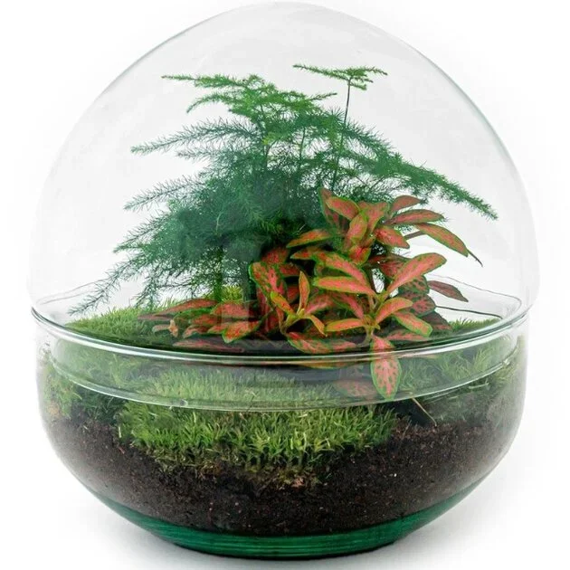 KIT TERRARIO FORMA CÚPULA CON FITTONIA Y ASPARAGUS