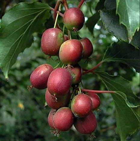 KIWI ‘Ken’s Red Hardy Female’ –Actinidia purpurea x. melanandra–