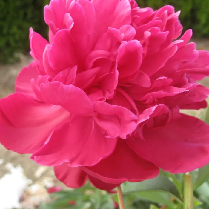 L’ Eclatante Peony
