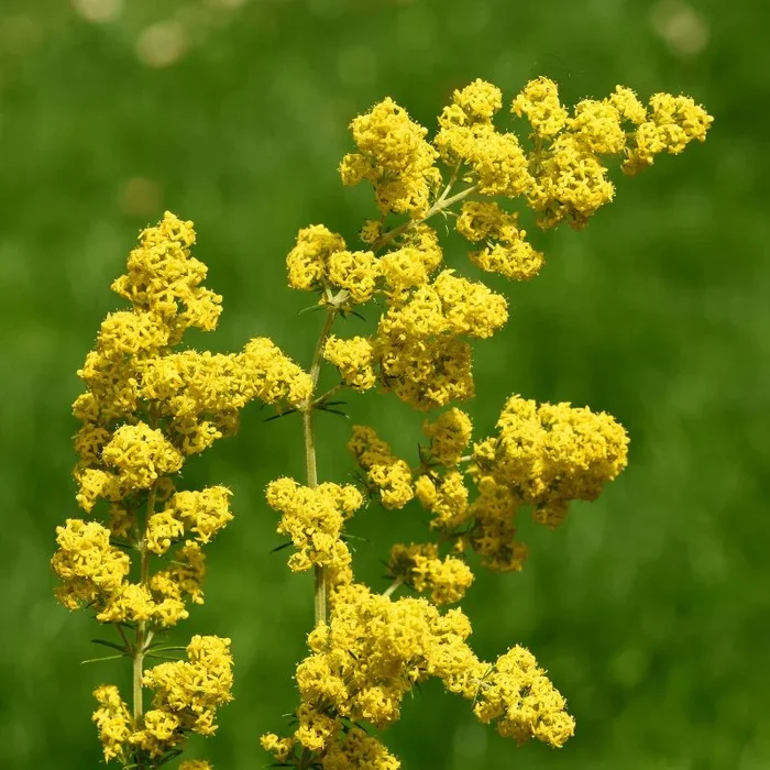 Lady’s Bedstraw Plug Plants | Galium verum