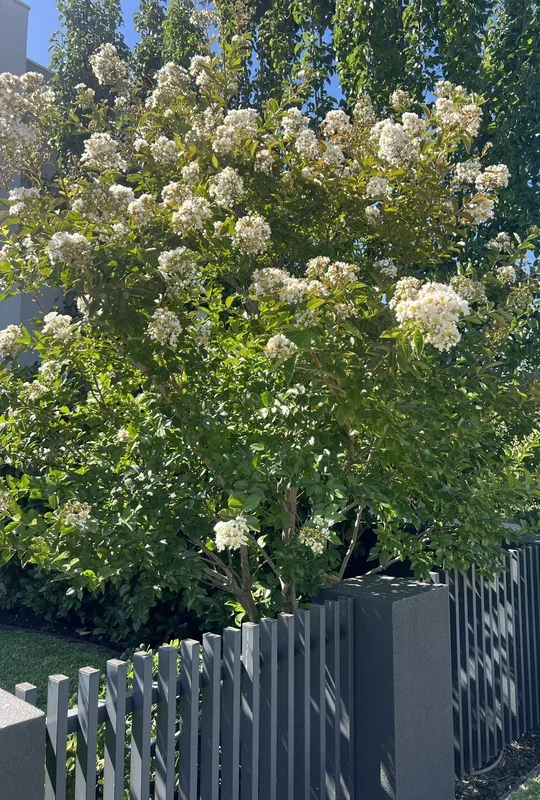 Lagerstroemia ‘Acoma’ Crepe Myrtle 26L