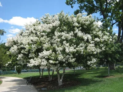 Lagerstroemia ‘Acoma’ Crepe Myrtle 6″ Pot