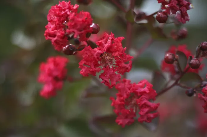 Lagerstroemia Diamonds in the Dark® ‘Crimson Red’ Crepe Myrtle 6″ Pot