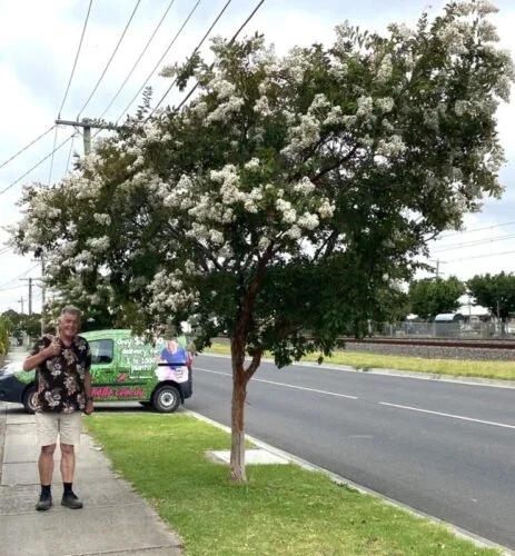 Lagerstroemia ‘Natchez’ Crepe Myrtle 8″ Pot