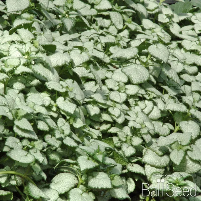 Lamium mac. White Nancy 4.25in CF
